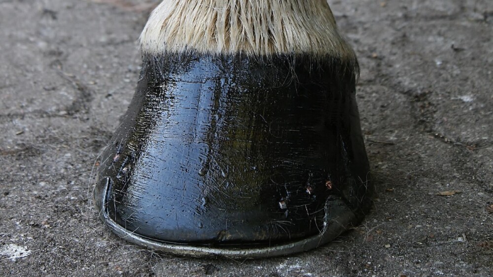 Treat Dry Horse Hooves to Avoid Cracking (1)