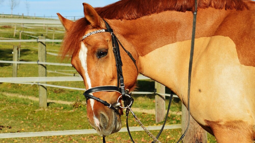 Treat Skin Conditions when You clip your horse (1)