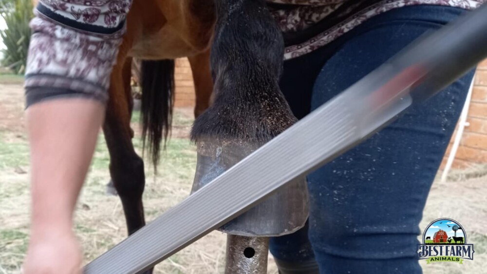 Trim the flair from your horse's hoof (1)