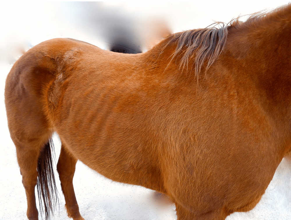 Very Thin Horse Body Scoring System (1)