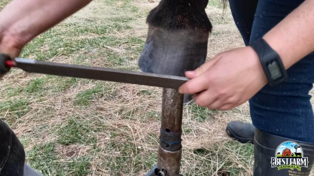 When trimming hooves, rasp the edges from the hoof nail (1)