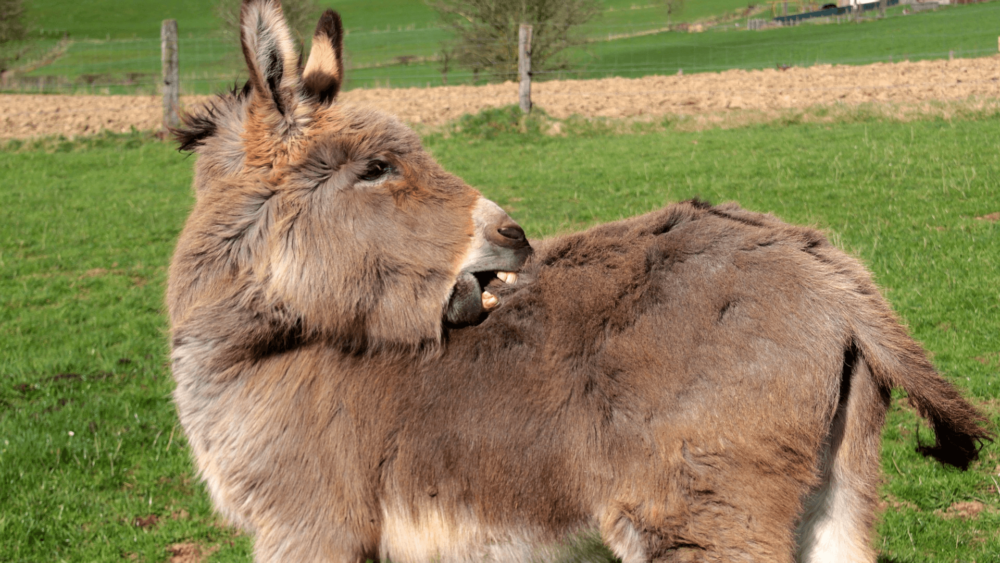 10 reasons donkeys bite (1)