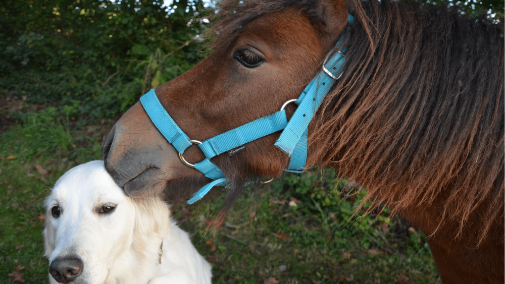All ponies need companions (1)