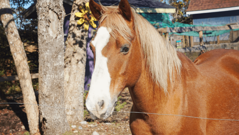 Crucial care for old horses (1)