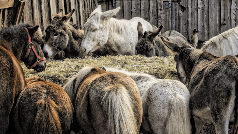 DOnkeys bite as part of community grooming and bonding (1)