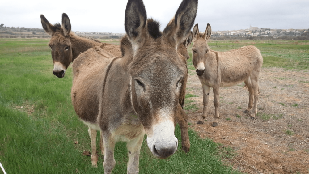 Donkeys are very playful (1)