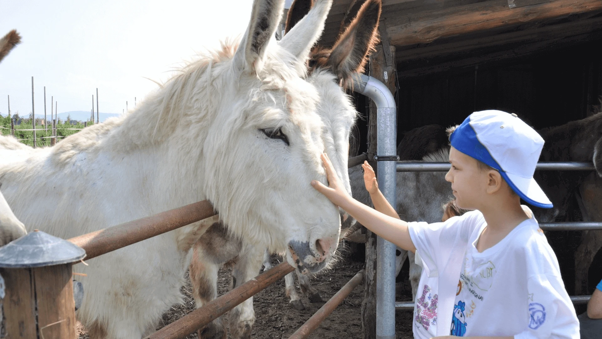 Donkeys kick when they feel threatened (1)