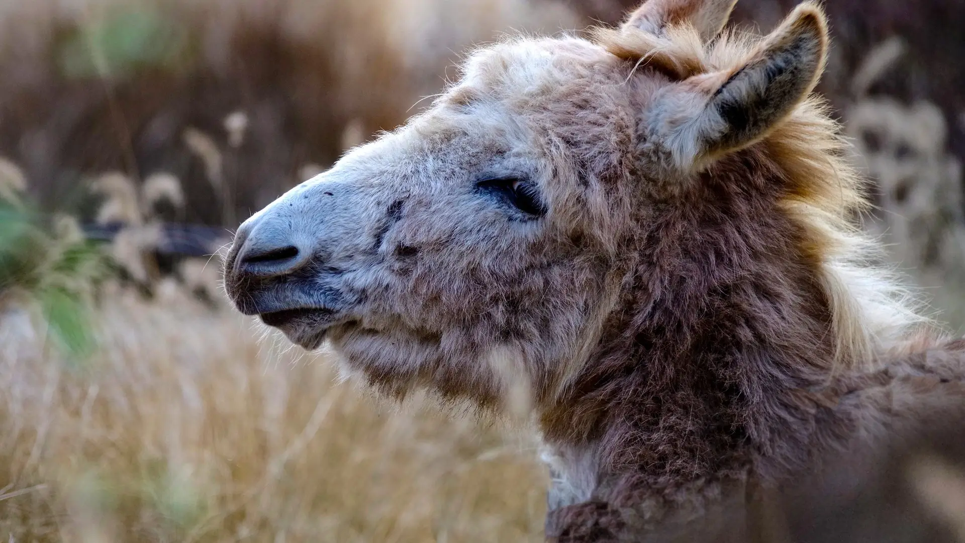 Donkeys loose a lot of hair when they shed (1)