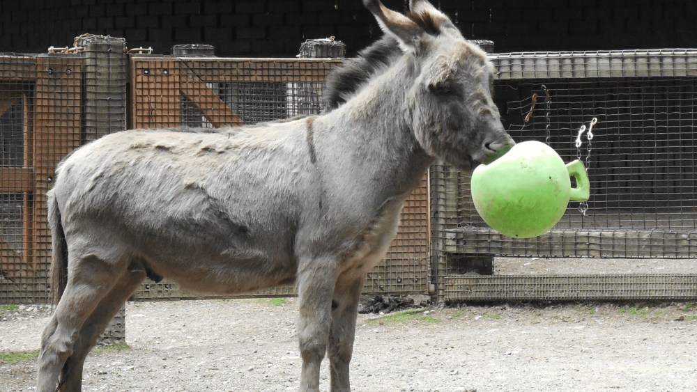 Donkeys love playing with balls (1)