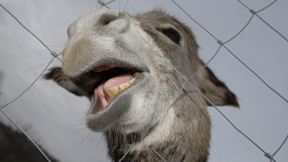 Donkeys show their teeth as a means to assess reproductive capability (1)
