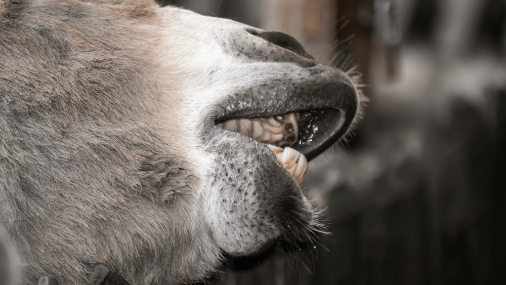 Donkeys show their teeth in response to many scents (1)