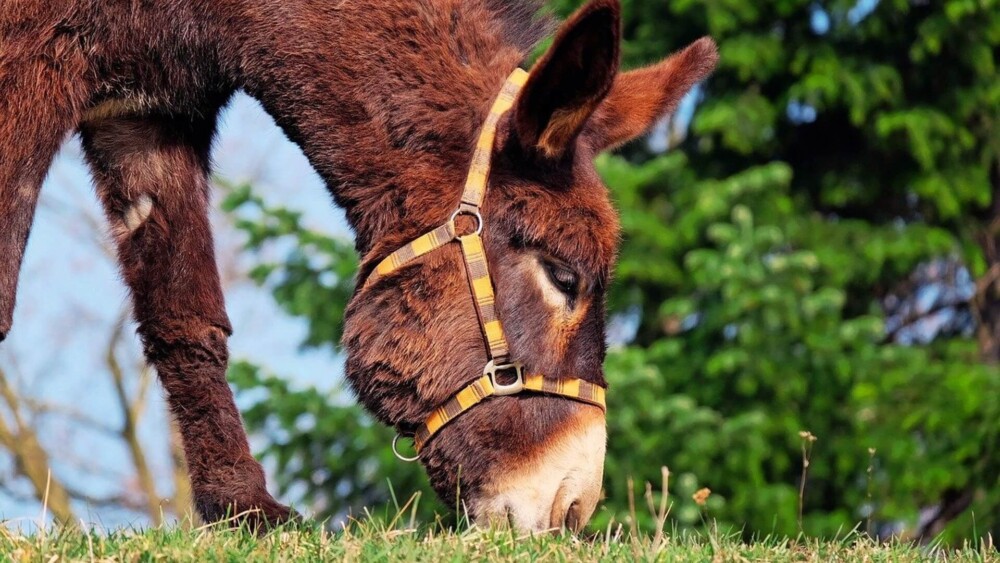 Equipment rubbing can cause donkey hair loss (1)