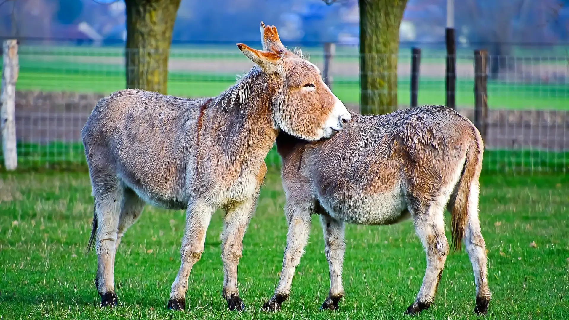 Excessive grooming can cause bald spots (1)