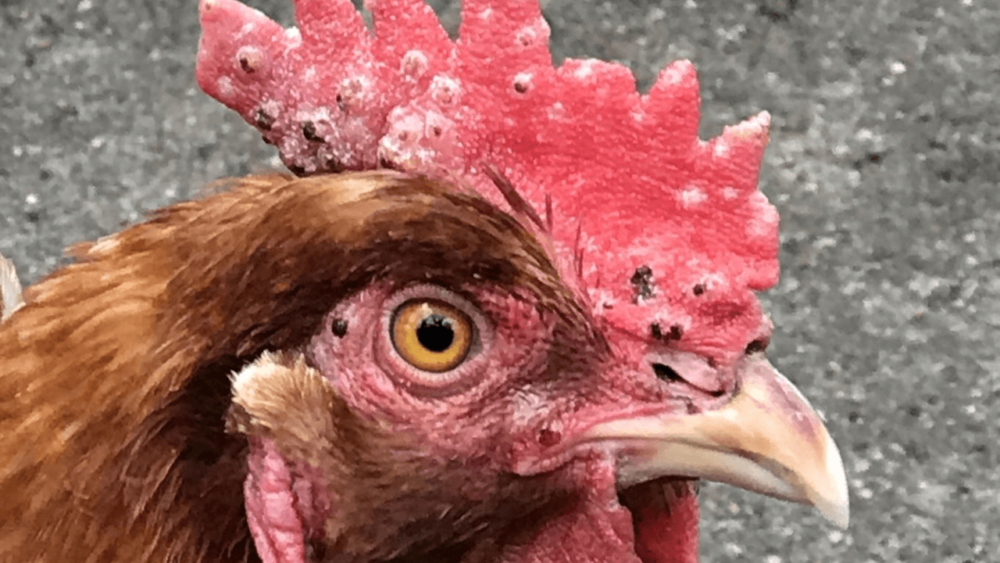 Fowl pox causes white spots on comb (1)