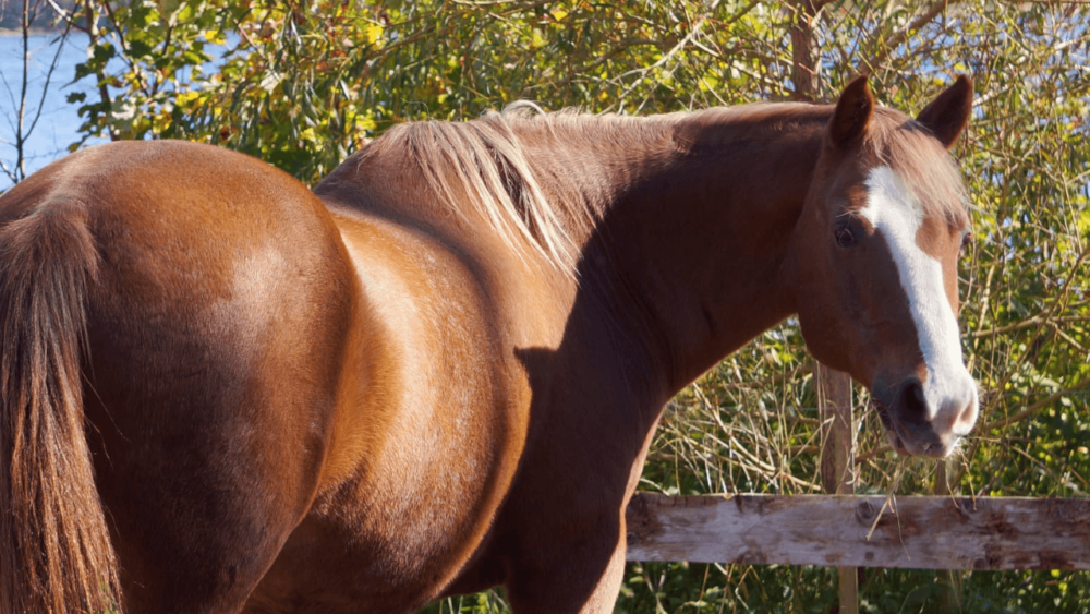 How to care for older horses (1)