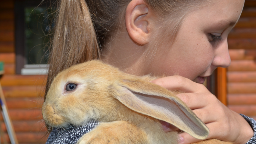 How to hold your rabbit correctly