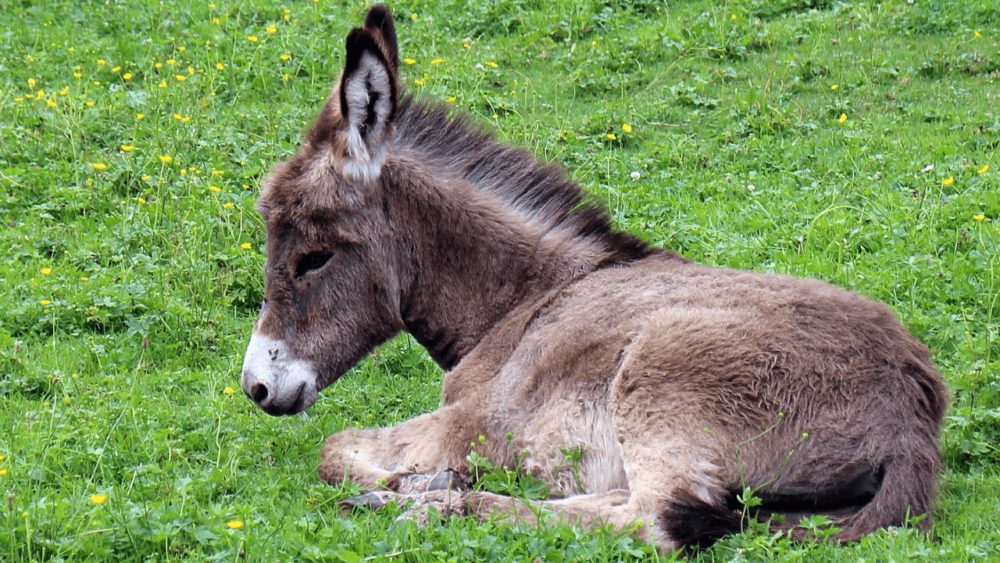 If your donkey is ill, you may need to keep it laying down (1)