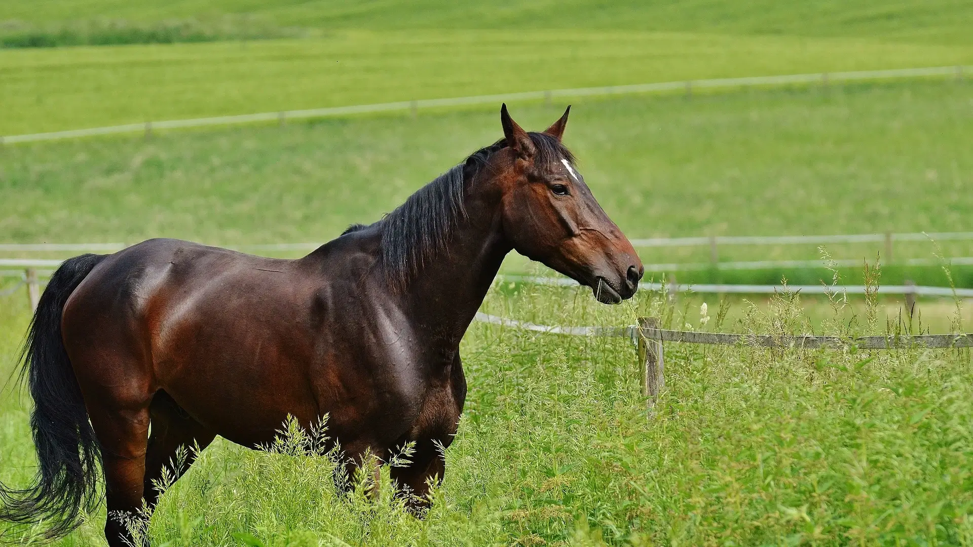 Keep horses on a small agreage horse farm with these tips (1)