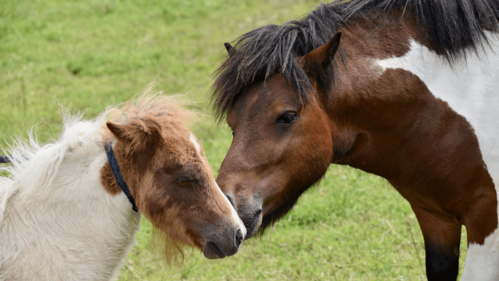 Keep the mare healthy from mastitis during weaning (1)