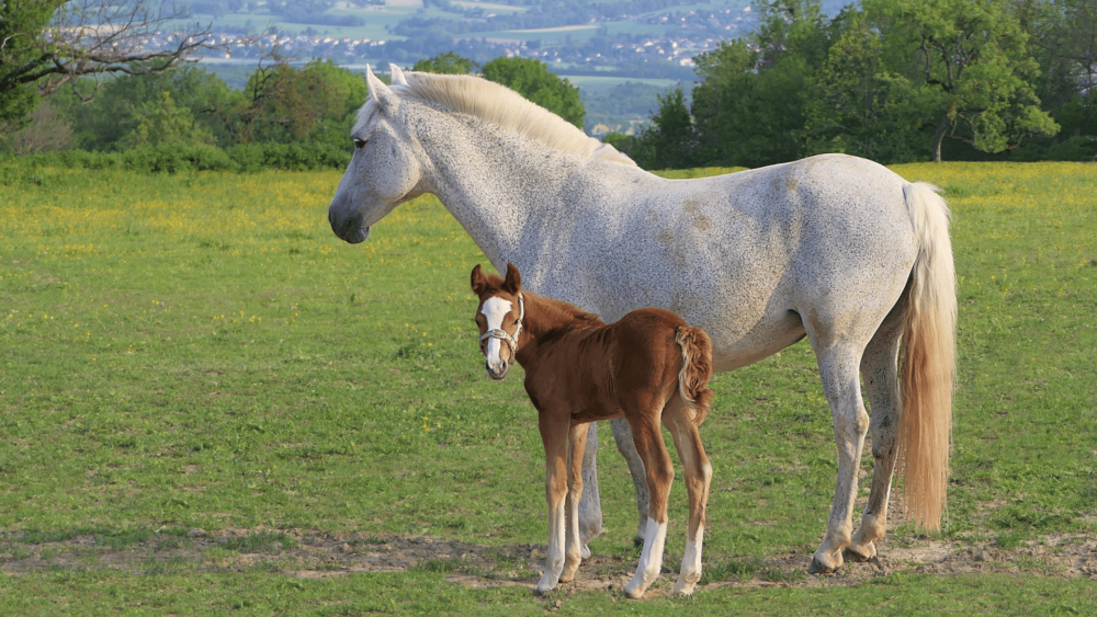 Low Stress weaning for mares (1)