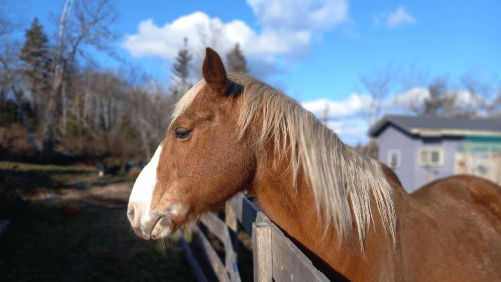 Mental exercises for older horses (1)