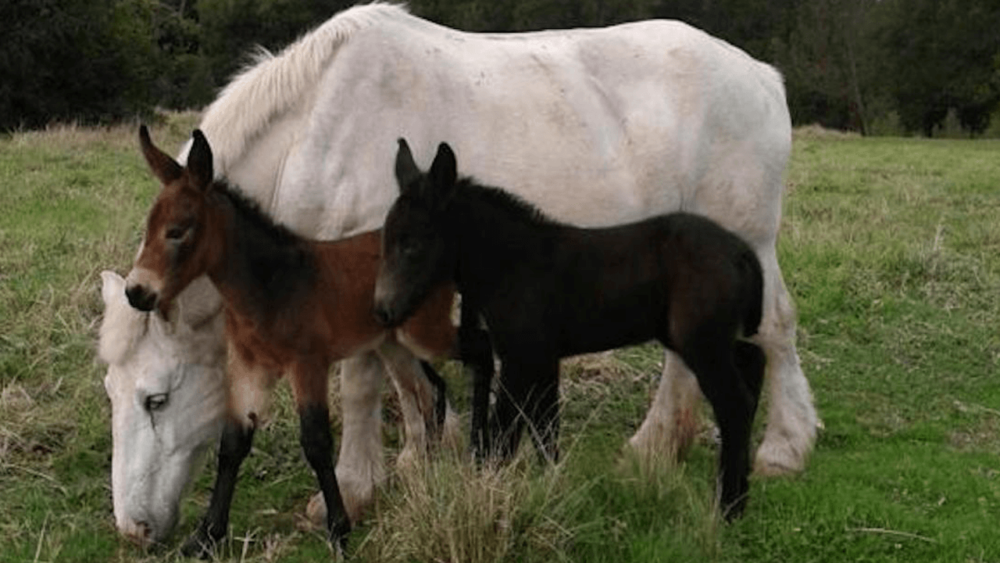 Mule foals with their percheron mother