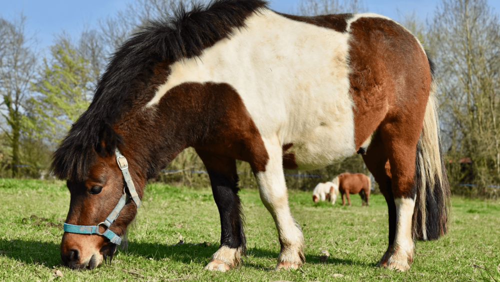 Ponies pose a risk for kids (1)