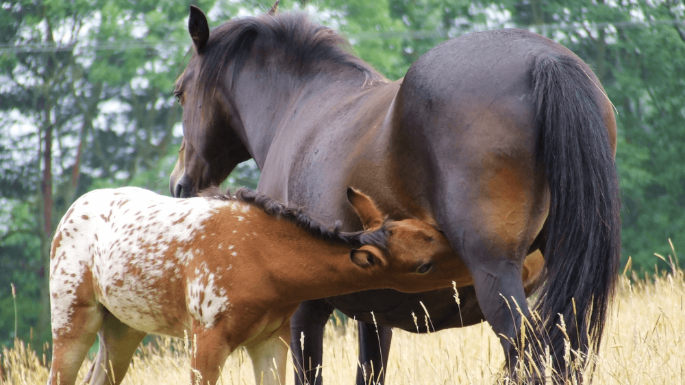 Prepare the foal and mare for weaning (1)