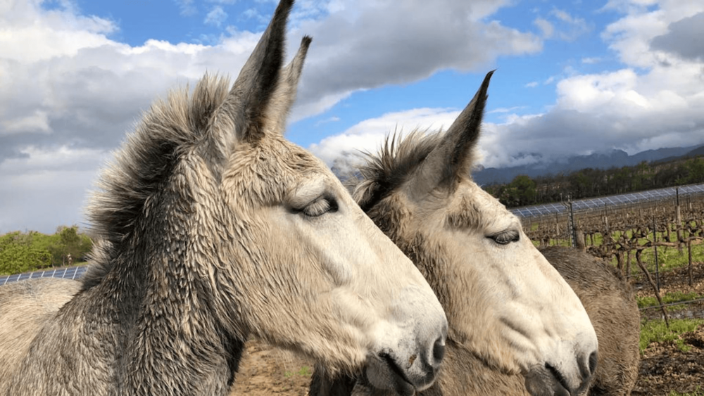 Pros and cons of keeping mules