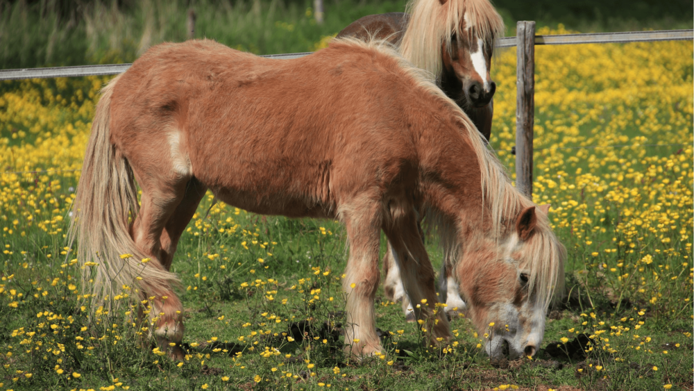 Questions to ask when buying a pony (1)