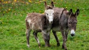 Reasons donkeys go bald (1)