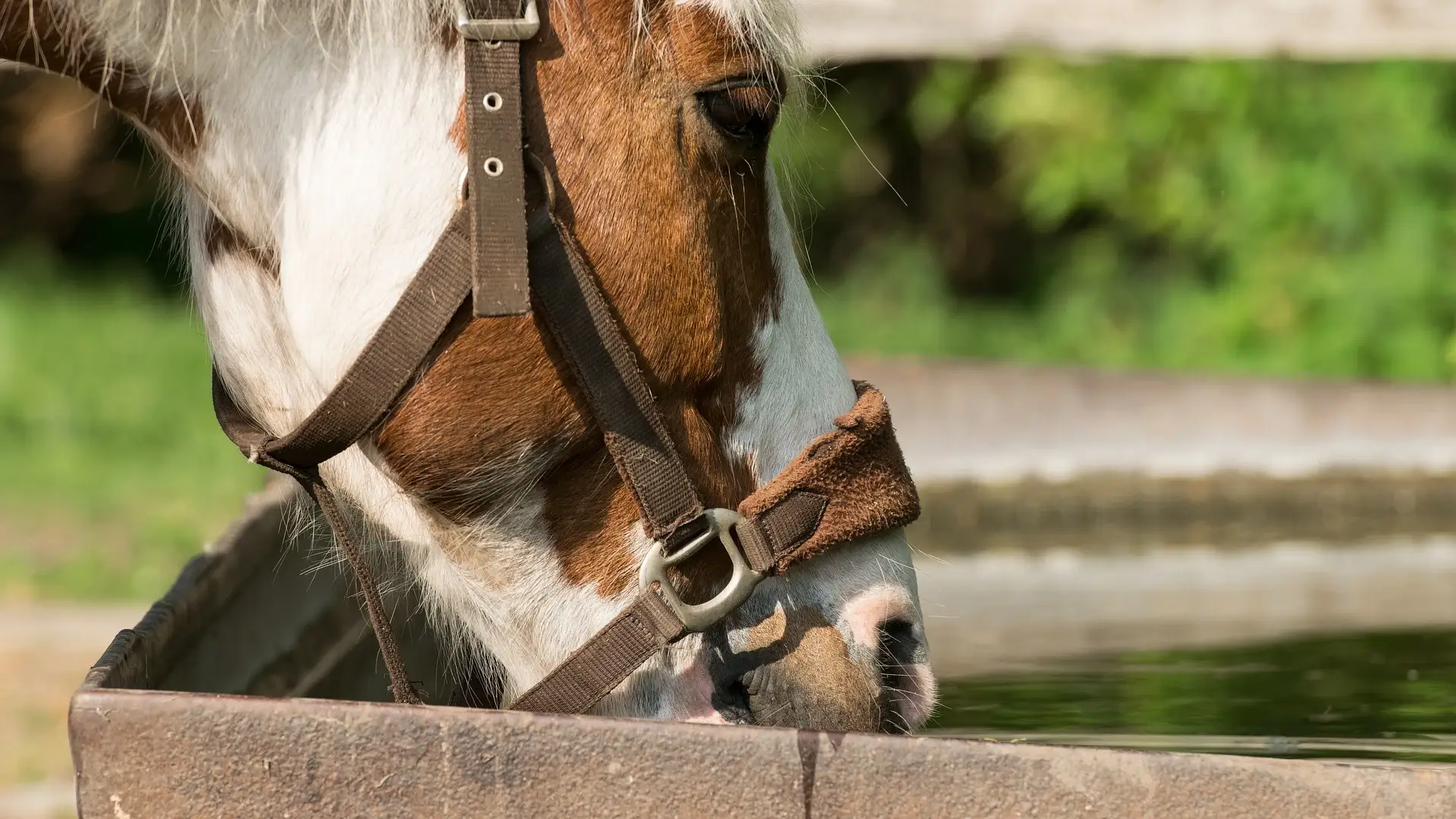 Secure watering stations in each small pasture or paddock (1)