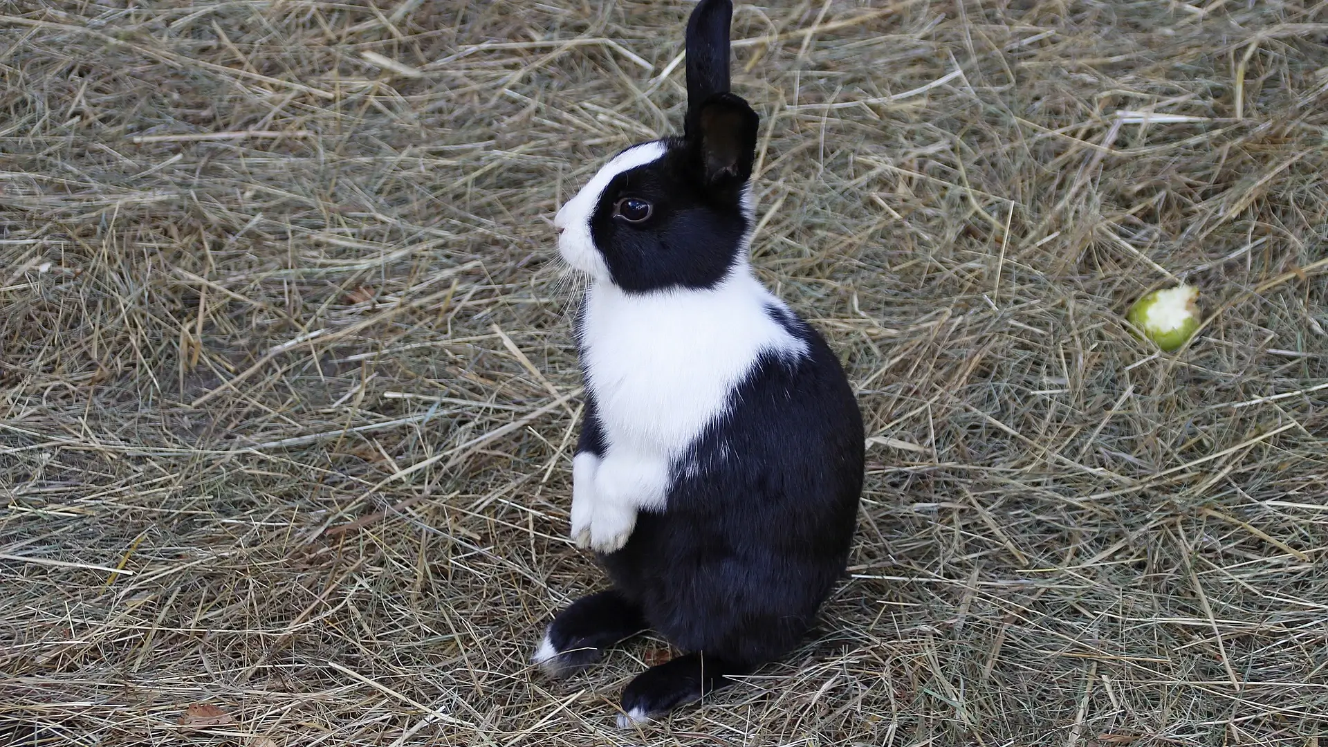 Soothe your bunny to reduce thumping (1)