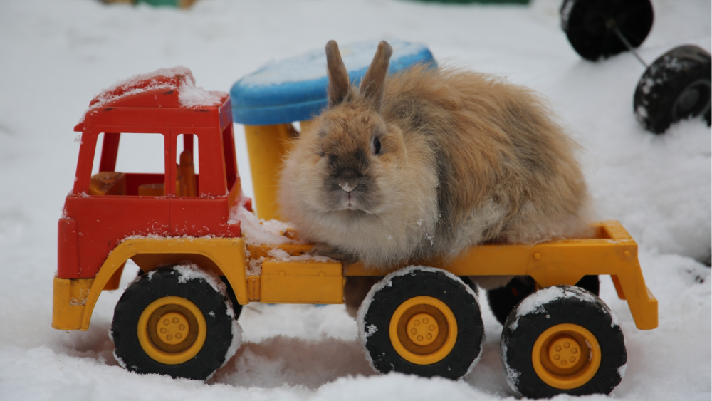 Train your rabbits for toys!