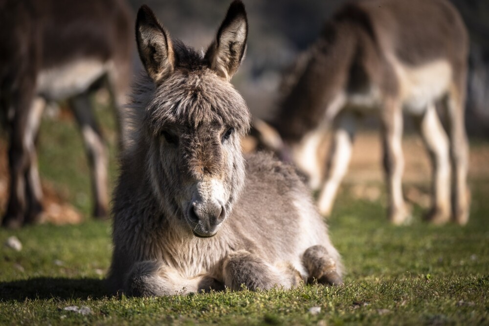 Help! My Donkey Won't Get up From Lying Down! What Now?