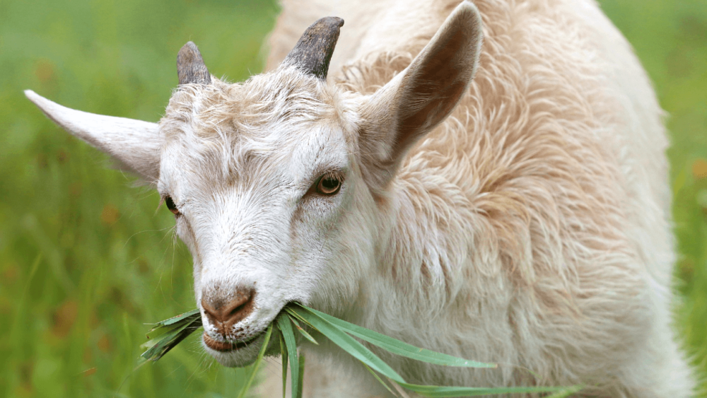 9 reasons goats have a runny nose (1)