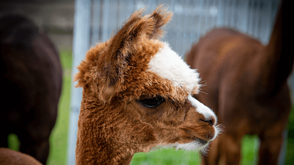 Alpacas are kid friendly (1)