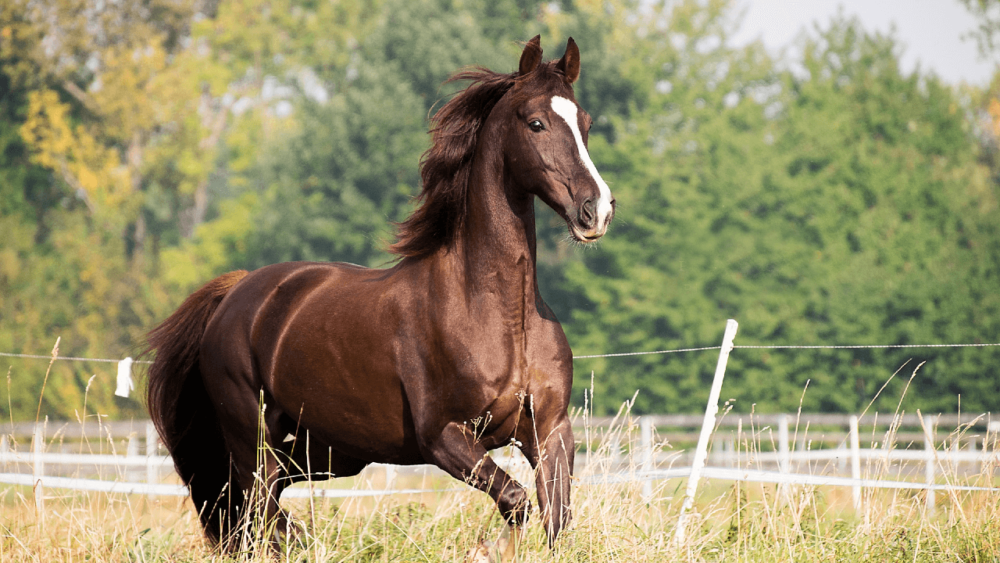 American Saddlebred are a quality but economic horse breed (1)