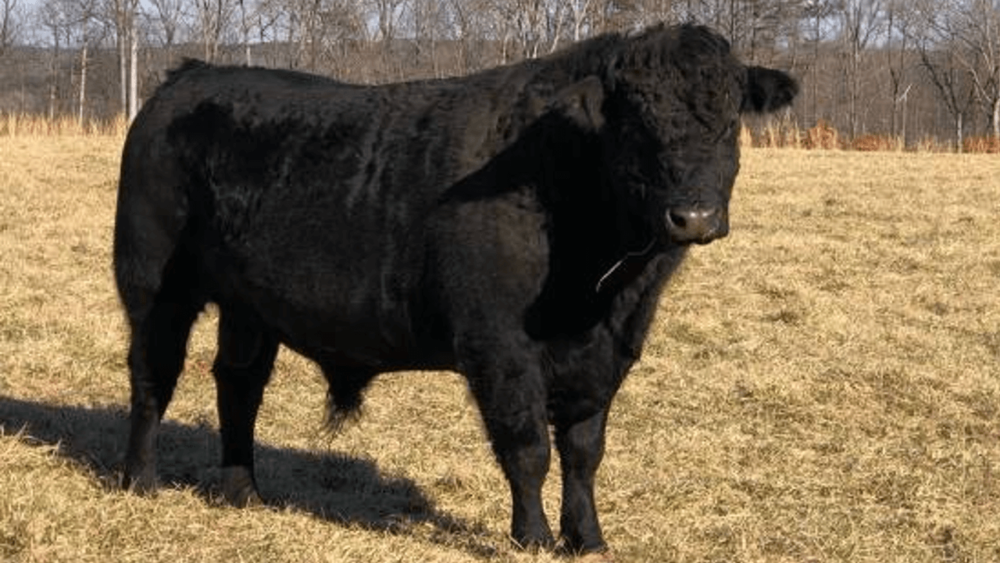 Angus Cattle provide a lot of beef (1)