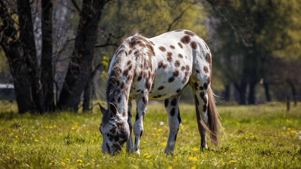 Appaloosa horses are one of the lowest cost breeds (1)