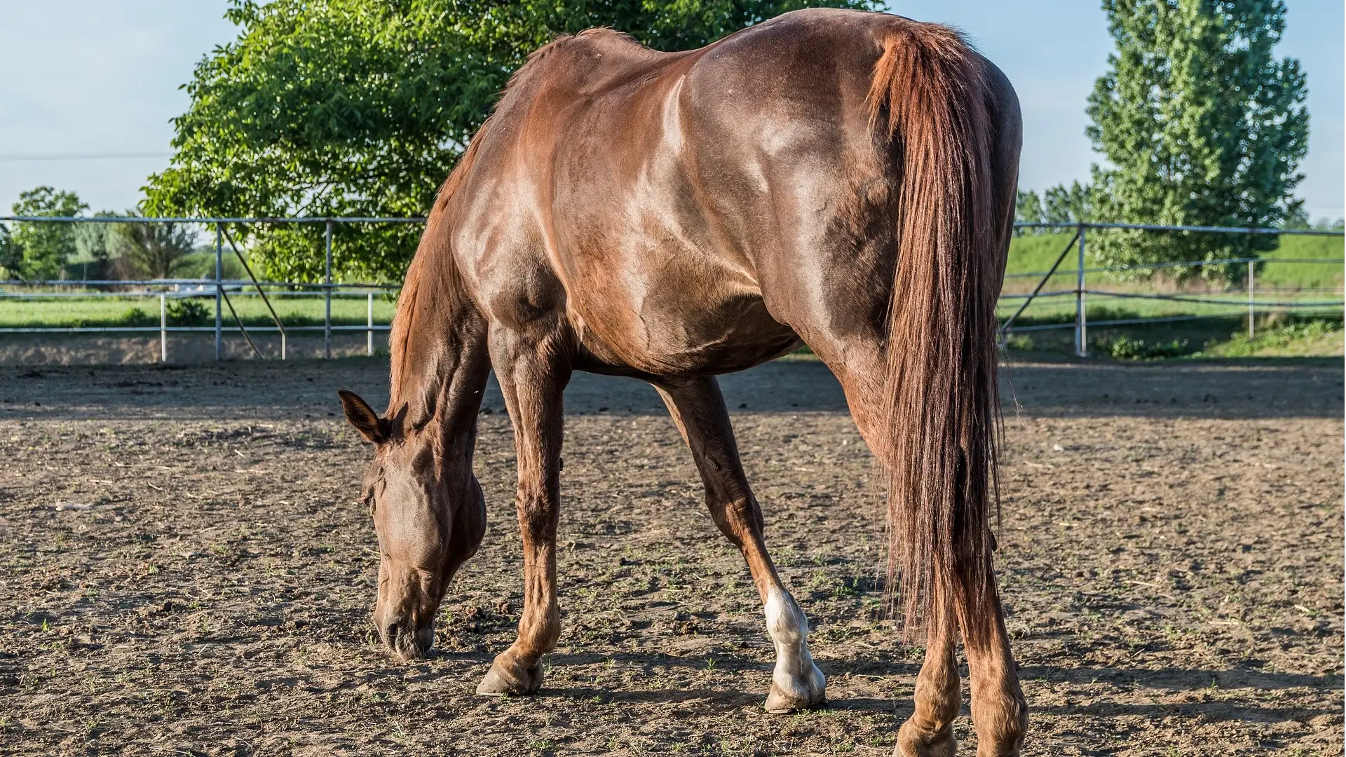 Average lifespan of horses