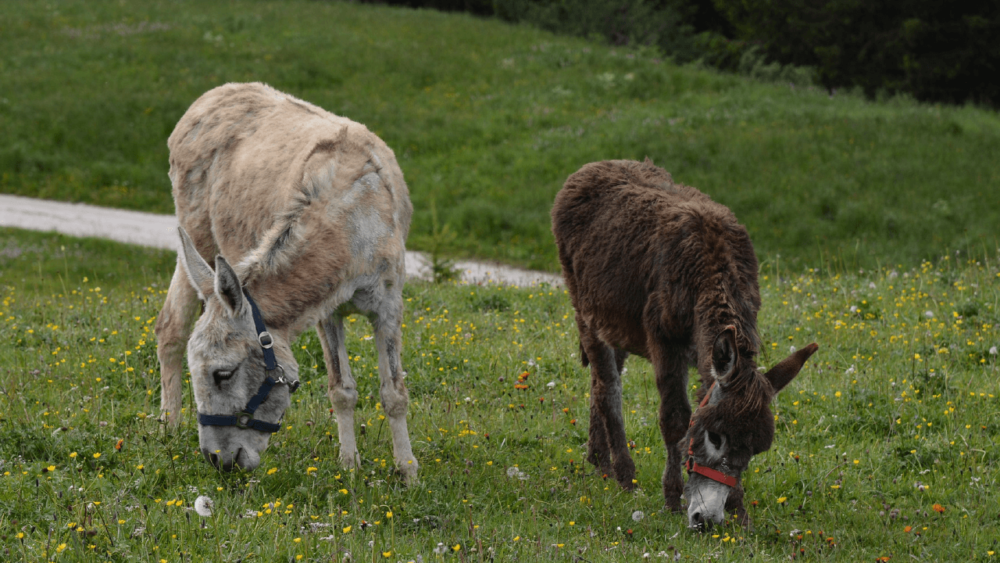 Avoid feeding rich foods to your donkeys (1)