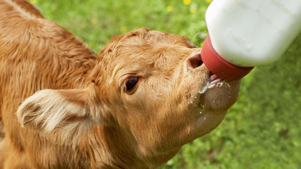 Bottle calves are cheaper to buy (1)