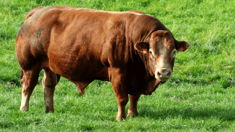 Bulls are valued for their genetics (1)