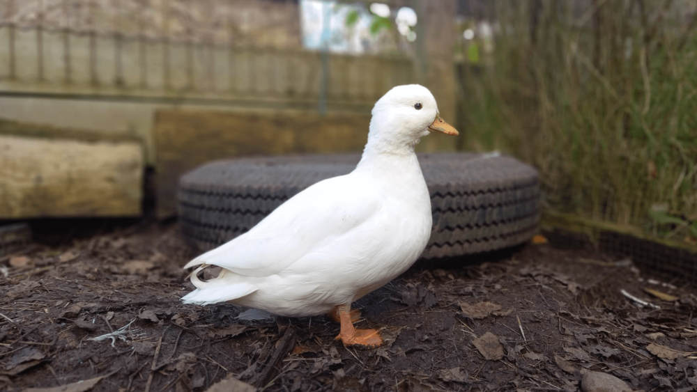 Call Ducks are Super cute and photogenic (1)