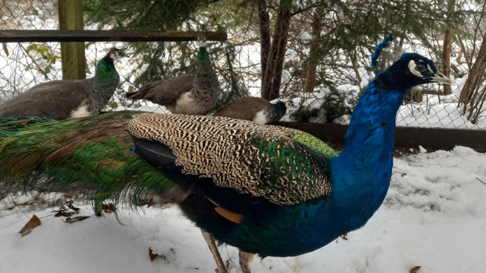 Caring for your peacocks in the winter (1)