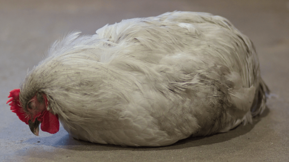 Check if your sleeping chicken is also lethargic (1)