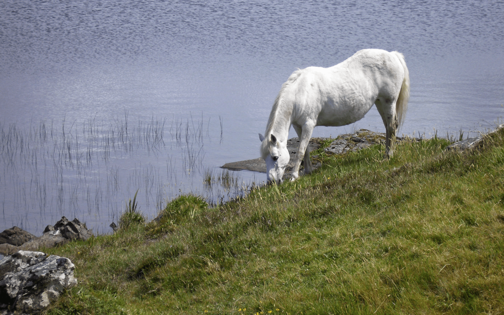 Connemara Ponies are great jumpers (1)