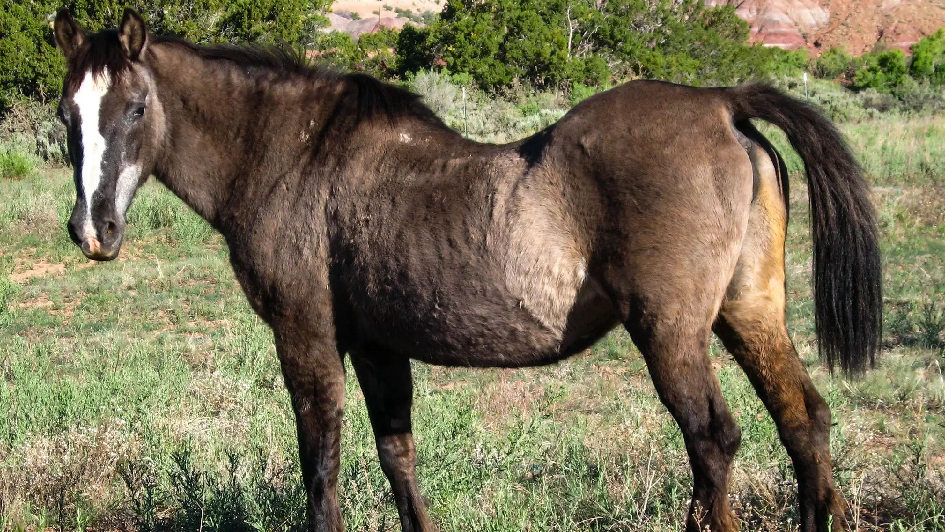 Crucial tips for caring for an elderly horse
