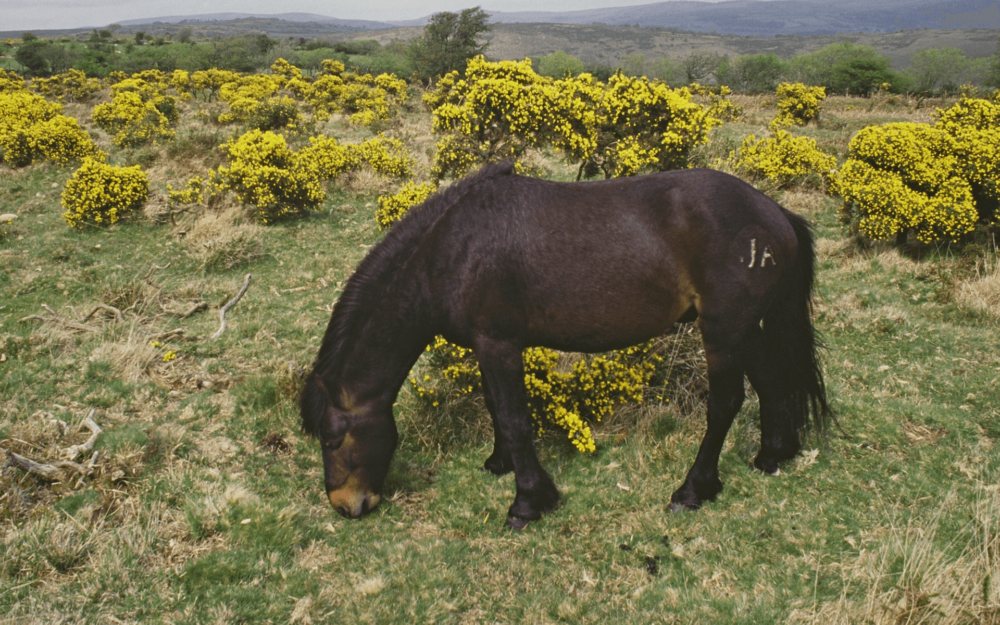 Dartmoor Ponies are Strong (1)